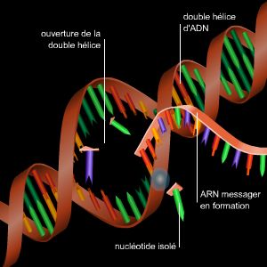 Transcription de l'ARN