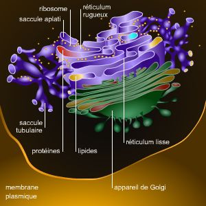 Réticulum endoplasmique