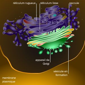 Appareil de Golgi
