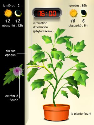 Influence de la lumière sur la floraison