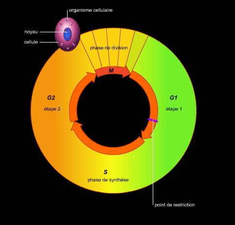Cycle de reproduction cellulaire