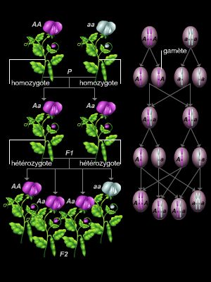 Expérience de Mendel
