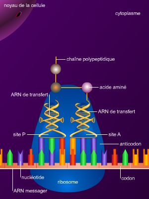 Synthèse des protéines