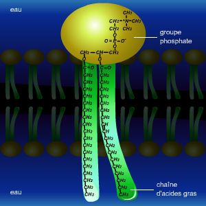 Phospholipides