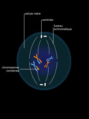 Méiose, reproduction cellulaire non conforme