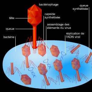 Cycle de reproduction d'un bactériophage