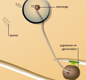 Reproduction sexuée d'un zygomycète