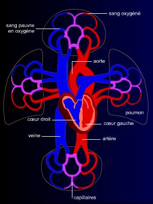 Circulation sanguine