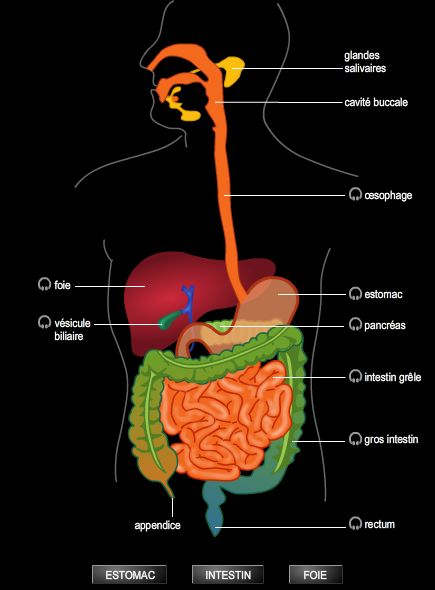 Appareil digestif
