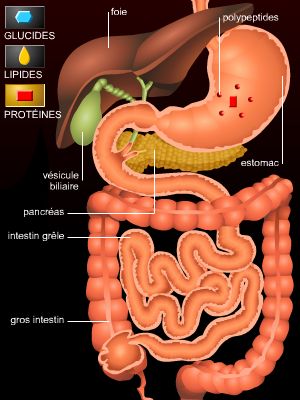 Digestion, des aliments aux nutriments