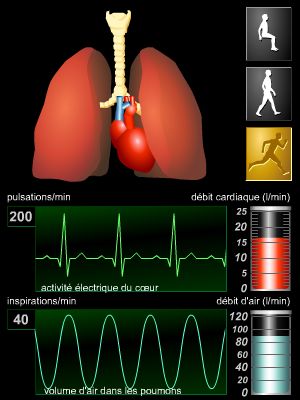 Rythmes cardiaque et respiratoire