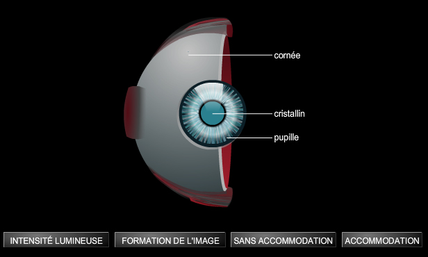 Fonctionnement de l'œil