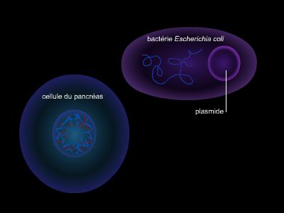 Production d'insuline par génie génétique, médicament recombinant Production d'insuline par génie génétique, médicament recombinant