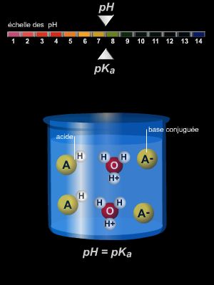 Équilibre entre les acides et les bases