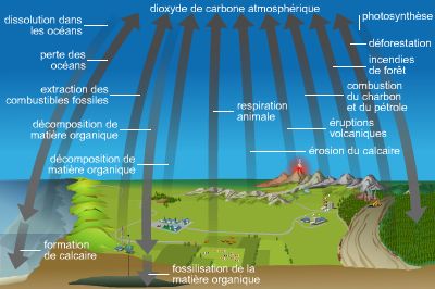 Cycle du carbone