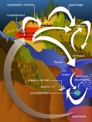 Cycle du phosphore