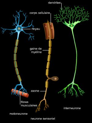 Neurones et transmission synaptique des influx nerveux