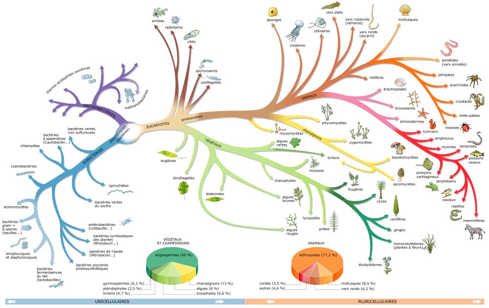 Classification des espèces vivantes