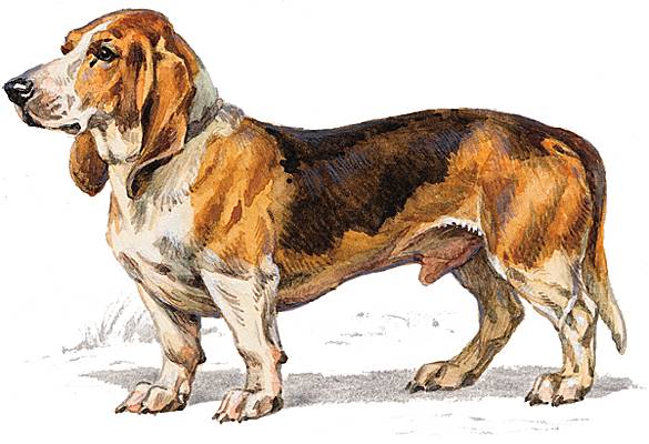 Basset Basset