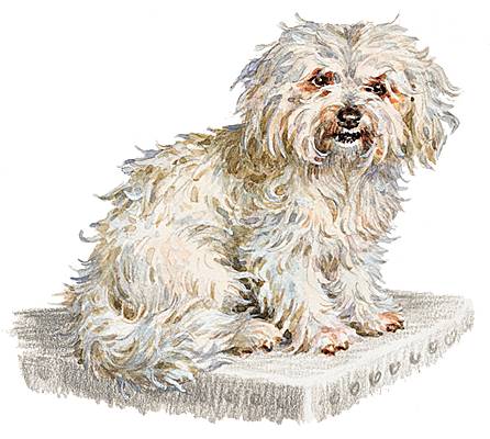 Bichon Bichon