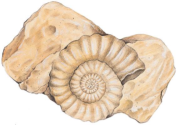 Ammonite Ammonite