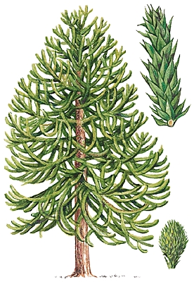 Araucaria Araucaria