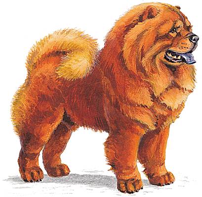 Chow-chow Chow-chow