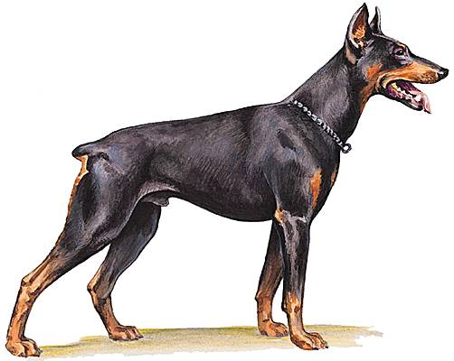 Doberman Doberman