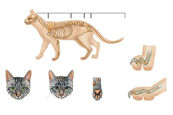 Squelette et morphologie du chat Squelette et morphologie du chat