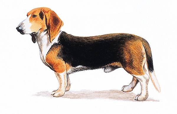 Basset Basset