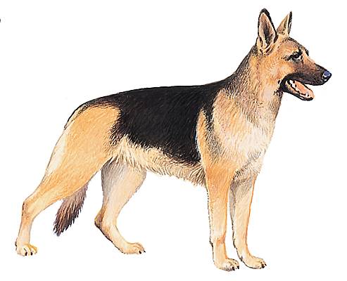 Berger allemand Berger allemand