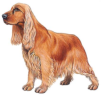 Cocker Cocker
