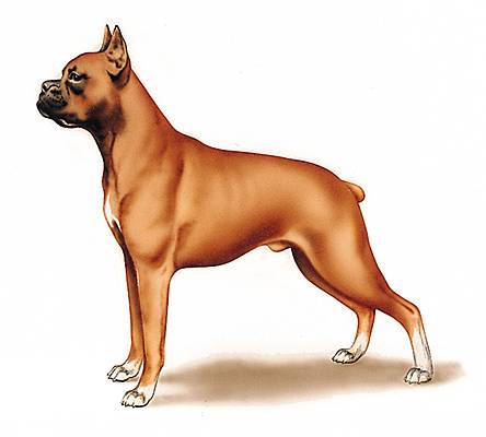 Boxer Boxer