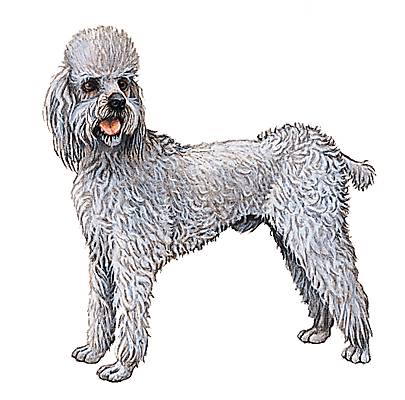 Caniche Caniche