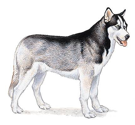 Husky Husky