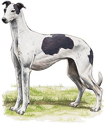 Greyhound Greyhound