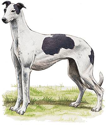 Greyhound