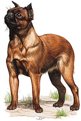Griffon Griffon