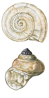 Gastropodes fossiles