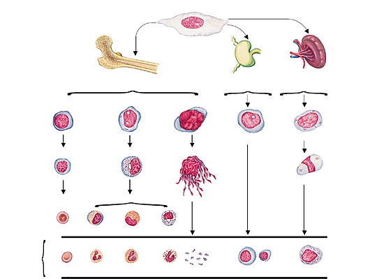 Hématopoïèse