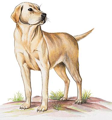 Labrador Labrador