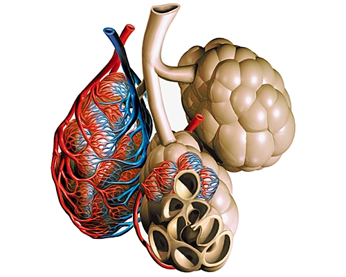 Alvéole pulmonaire