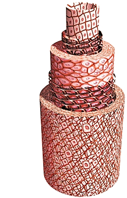Structure d'une artère Structure d'une artère