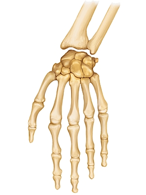 Articulation du carpe