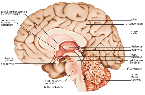 Coupe du cerveau Coupe du cerveau