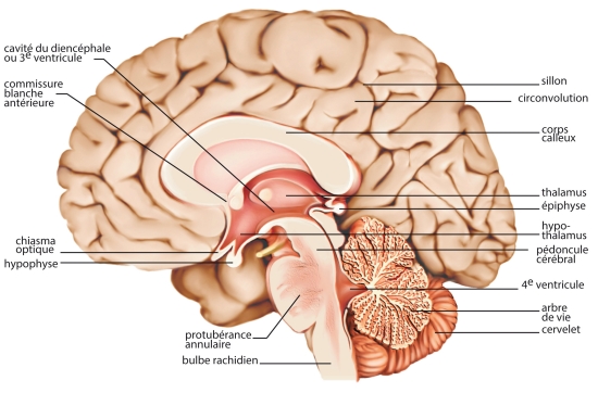 Coupe du cerveau