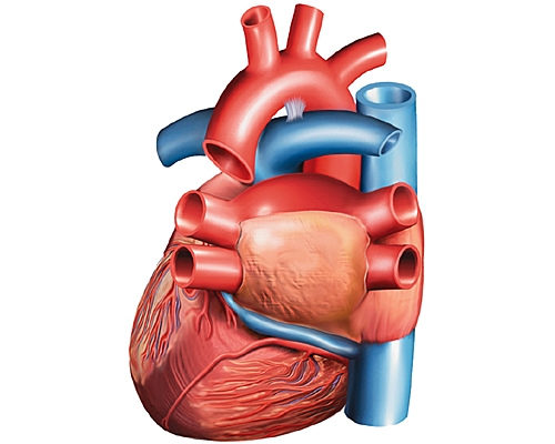 Artères et veines coronaires