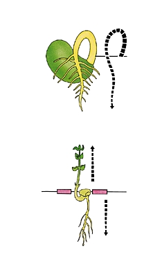 Géotropisme Géotropisme