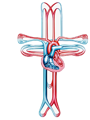 Circulation sanguine