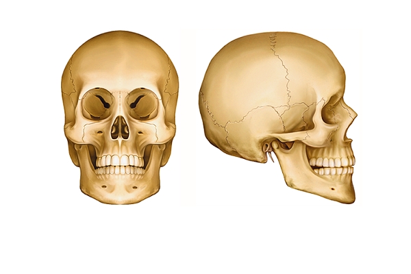 Os du crâne et de la face